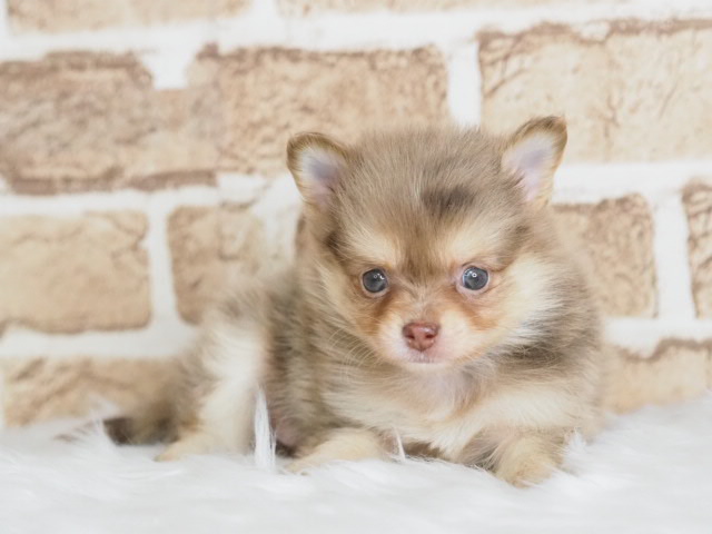 価格の安いポメチワ♀（戸田店）チョコレートマール / ペットショップ