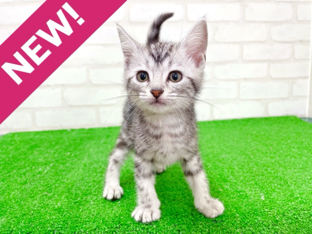 東京都のアメリカンショートヘアー (かねだい立川店/2025年12月26日生まれ/男の子/シルバータビー)の子猫の1枚目の画像