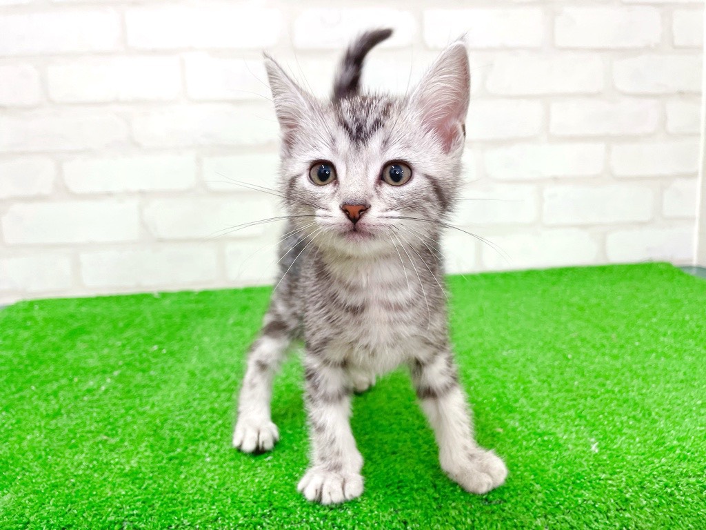 東京都のアメリカンショートヘアー (かねだい立川店/2025年12月26日生まれ/男の子/シルバータビー)の子猫の2枚目の画像