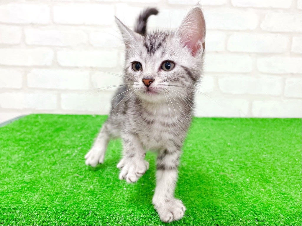 東京都のアメリカンショートヘアー (かねだい立川店/2025年12月26日生まれ/男の子/シルバータビー)の子猫の3枚目の画像