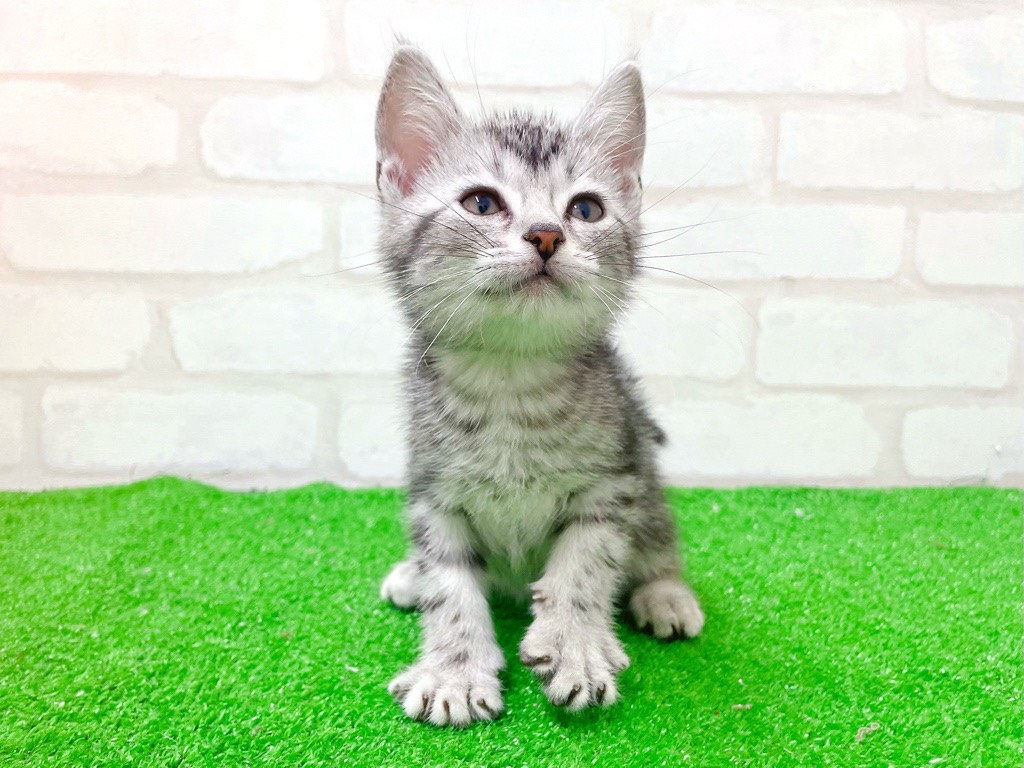 東京都のアメリカンショートヘアー (かねだい立川店/2025年12月26日生まれ/男の子/シルバータビー)の子猫の4枚目の画像