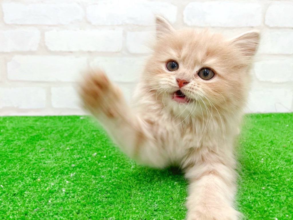 東京都のサイベリアン (かねだい立川店/2025年12月27日生まれ/女の子/カメオ)の子猫の3枚目の画像