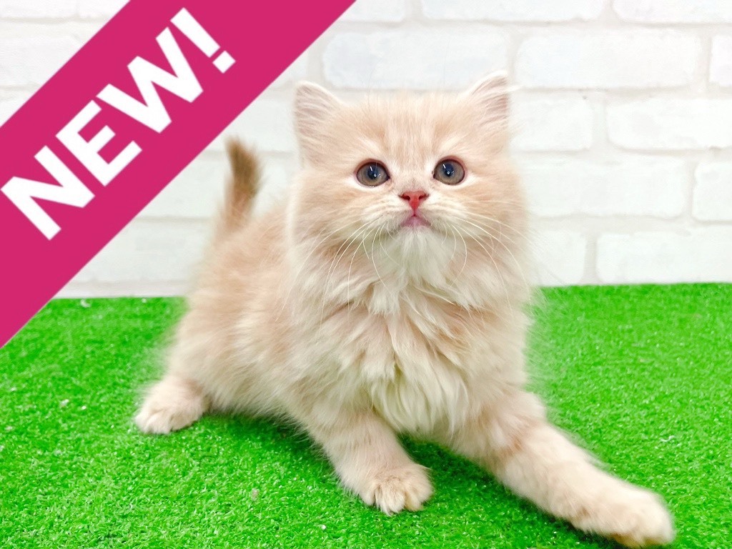 東京都のサイベリアン (かねだい立川店/2025年12月27日生まれ/女の子/カメオ)の子猫の1枚目の画像