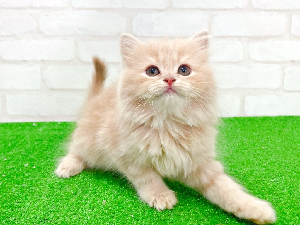 東京都のサイベリアン (かねだい立川店/2025年12月27日生まれ/女の子/カメオ)の子猫の2枚目の画像