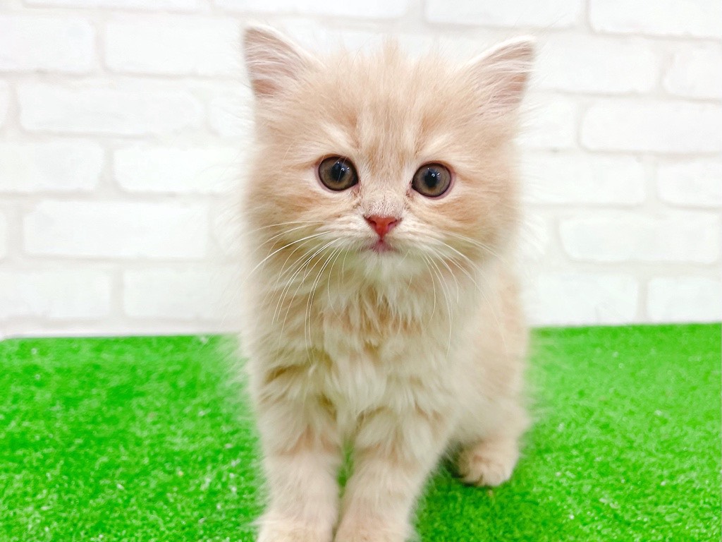 東京都のサイベリアン (かねだい立川店/2025年12月27日生まれ/女の子/カメオ)の子猫の4枚目の画像