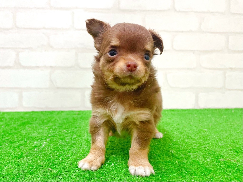 東京都のチワワ(ロング) (かねだい立川店/2025年12月27日生まれ/女の子/チョコレートタンホワイト)の子犬の3枚目の画像