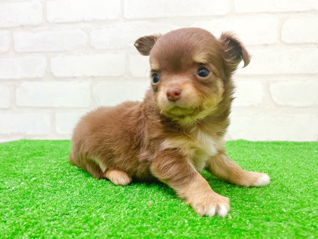 東京都のチワワ(ロング) (かねだい立川店/2025年12月27日生まれ/女の子/チョコレートタンホワイト)の子犬の4枚目の画像