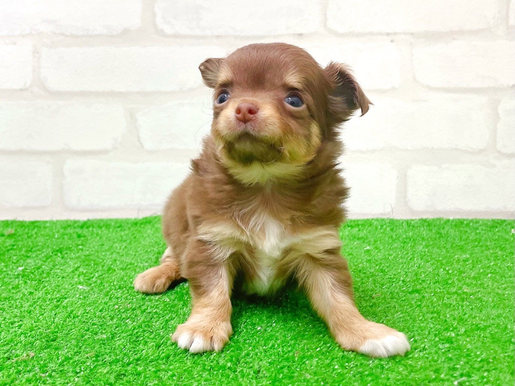 東京都のチワワ(ロング) (かねだい立川店/2025年12月27日生まれ/女の子/チョコレートタンホワイト)の子犬の2枚目の画像