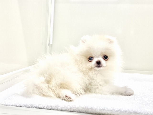 東京都のポメラニアン (かねだい本町田店/2025年12月18日生まれ/男の子/クリーム)の子犬の2枚目の画像