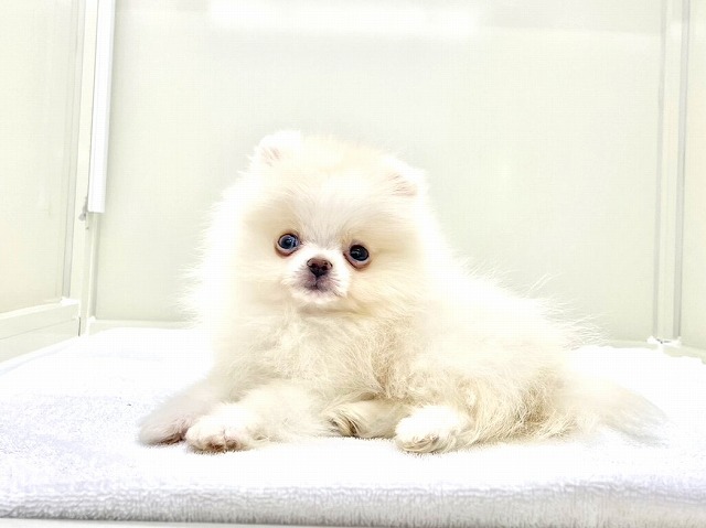 東京都のポメラニアン (かねだい本町田店/2025年12月18日生まれ/男の子/クリーム)の子犬の3枚目の画像