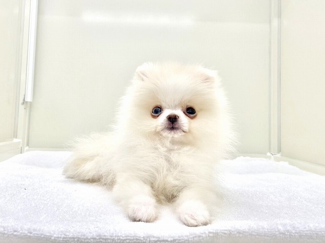 東京都のポメラニアン (かねだい本町田店/2025年12月18日生まれ/男の子/クリーム)の子犬の4枚目の画像