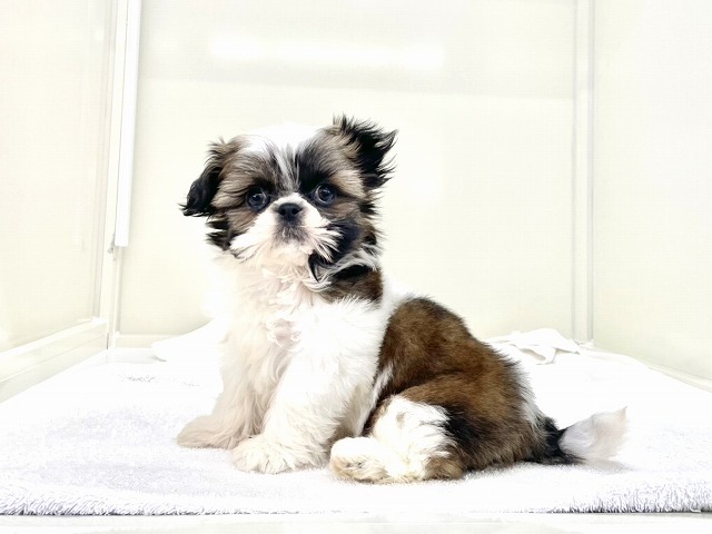 東京都のマルシーズー×シーズー (かねだい本町田店/2025年12月27日生まれ/男の子/ゴールドホワイト)の子犬の2枚目の画像