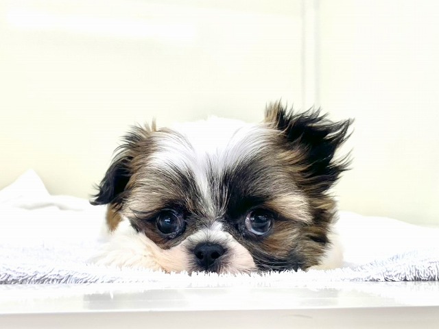 東京都のマルシーズー×シーズー (かねだい本町田店/2025年12月27日生まれ/男の子/ゴールドホワイト)の子犬の3枚目の画像