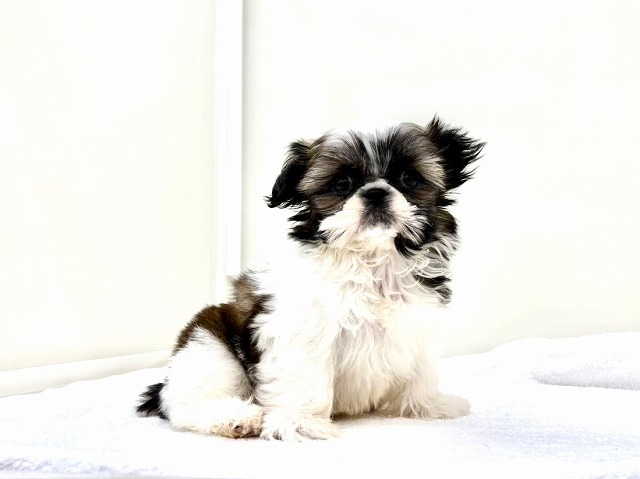 東京都のマルシーズー×シーズー (かねだい本町田店/2025年12月27日生まれ/男の子/ゴールドホワイト)の子犬の4枚目の画像