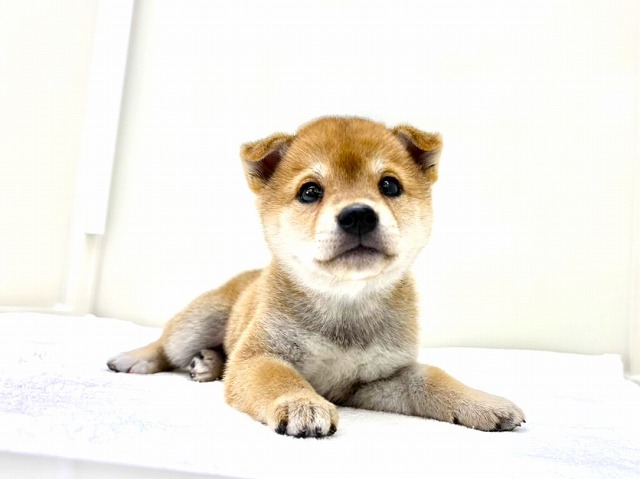 東京都の豆柴 (かねだい本町田店/2025年12月26日生まれ/男の子/赤)の子犬の2枚目の画像