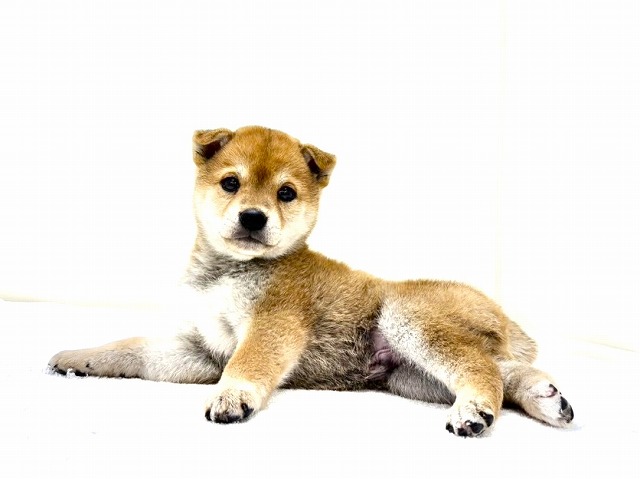 東京都の豆柴 (かねだい本町田店/2025年12月26日生まれ/男の子/赤)の子犬の3枚目の画像