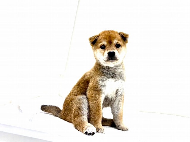 東京都の豆柴 (かねだい本町田店/2025年12月26日生まれ/男の子/赤)の子犬の4枚目の画像