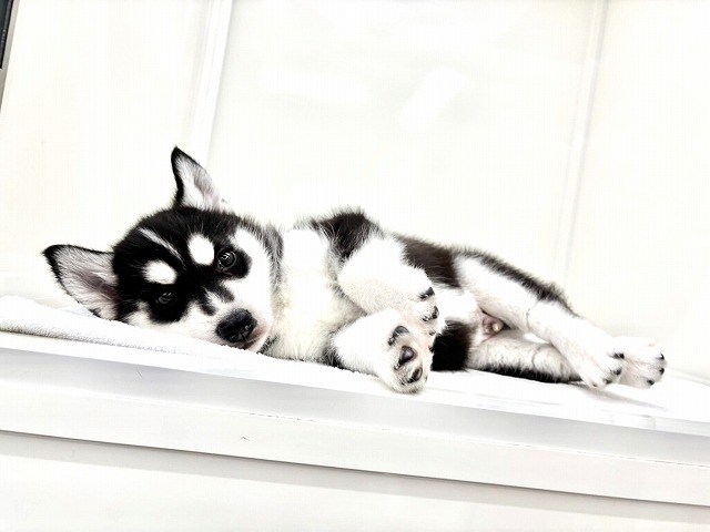 東京都のシベリアンハスキー (かねだい本町田店/2025年12月28日生まれ/男の子/ブラックホワイト)の子犬の3枚目の画像