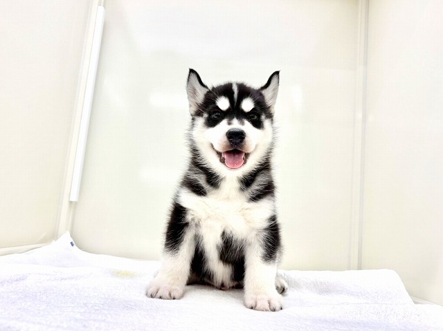 東京都のシベリアンハスキー (かねだい本町田店/2025年12月28日生まれ/男の子/ブラックホワイト)の子犬の4枚目の画像