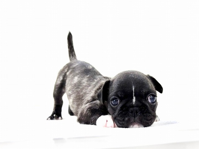 価格の安いMIX犬（父：フレンチブルドッグ 母：パグ）♂ / ペット