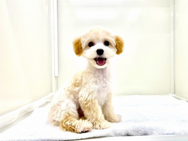 東京都のマルプー(マルチーズ×プードル) (かねだい本町田店/2025年11月15日生まれ/男の子/アプリコットホワイト)の子犬の2枚目の画像