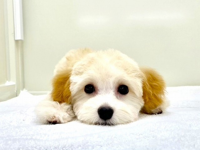 東京都のマルプー(マルチーズ×プードル) (かねだい本町田店/2025年11月15日生まれ/男の子/アプリコットホワイト)の子犬の3枚目の画像