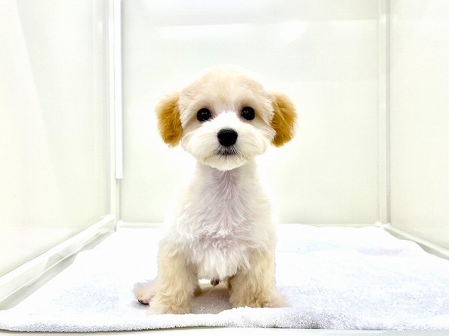 東京都のマルプー(マルチーズ×プードル) (かねだい本町田店/2025年11月15日生まれ/男の子/アプリコットホワイト)の子犬の4枚目の画像