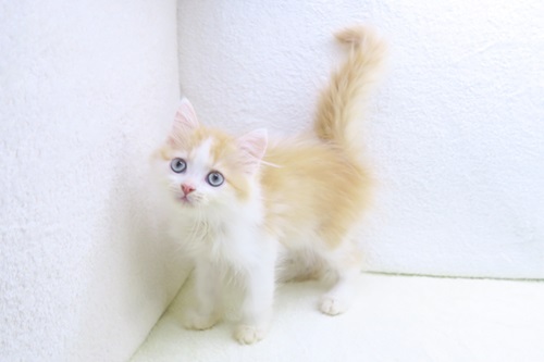 神奈川県のミヌエット (かねだい海老名店/2025年12月2日生まれ/男の子/レッドタビーホワイト)の子猫