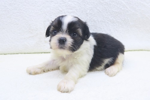 神奈川県のチワズー/チワシーズ(チワワ×シーズー) (かねだい海老名店/2025年12月28日生まれ/女の子/ホワイトブラウン)の子犬