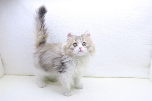 神奈川県のラガマフィン (かねだい海老名店/2025年11月26日生まれ/男の子/ブラックタビーホワイト)の子猫