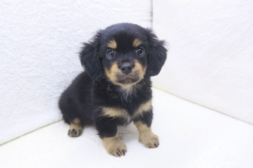 神奈川県のチワックス(チワワ×ダックス) (かねだい海老名店/2025年12月27日生まれ/男の子/ブラックタン)の子犬
