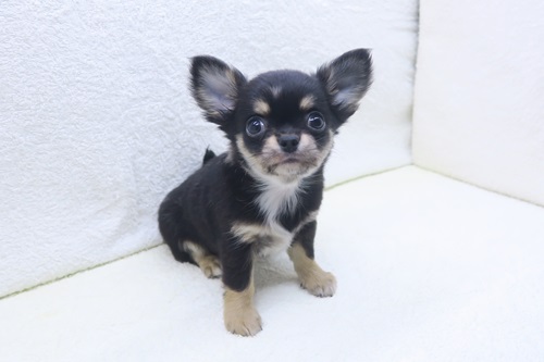 神奈川県のチワワ(ロング) (かねだい海老名店/2025年12月26日生まれ/男の子/ブラックタン)の子犬