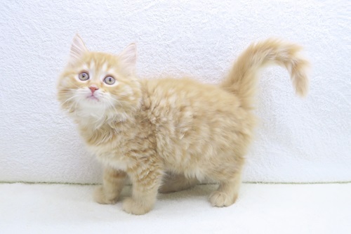 神奈川県のマンチカン (かねだい海老名店/2025年12月27日生まれ/女の子/レッドタビー)の子猫