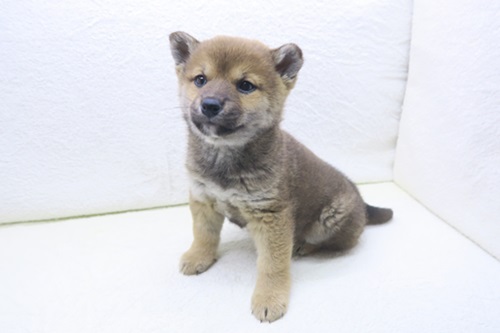 神奈川県の柴犬(標準サイズ) (かねだい海老名店/2025年12月27日生まれ/男の子/赤)の子犬