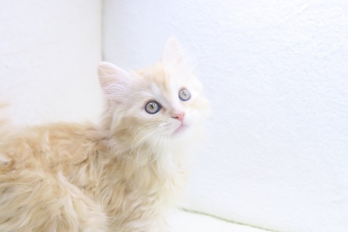 神奈川県のマンチカン (かねだい海老名店/2025年12月17日生まれ/男の子/レッドタビー)の子猫