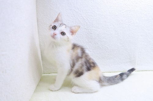 神奈川県のマンチカン (かねだい海老名店/2025年11月30日生まれ/女の子/シルバーパッチドタビーホワイト)の子猫