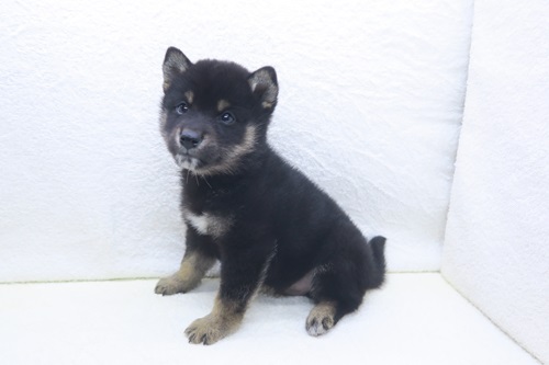 神奈川県の豆柴 (かねだい海老名店/2025年12月25日生まれ/男の子/黒)の子犬