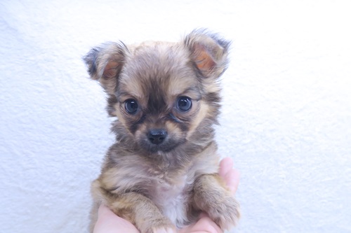 神奈川県のチワワ(ロング) (かねだい海老名店/2025年12月28日生まれ/女の子/フォーン)の子犬