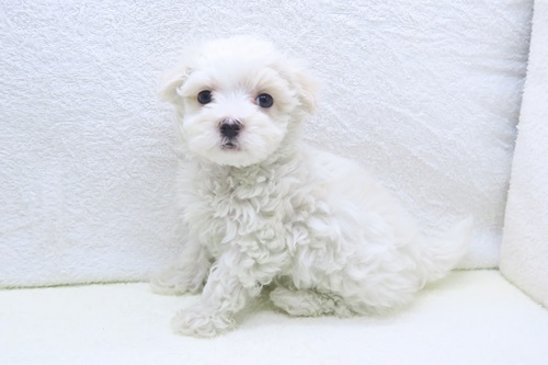 神奈川県のマルプー(マルチーズ×プードル) (かねだい海老名店/2025年12月28日生まれ/男の子/ホワイト)の子犬