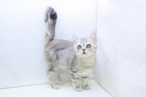 神奈川県のアメリカンショートヘアー (かねだい海老名店/2025年12月25日生まれ/女の子/シルバータビー)の子猫