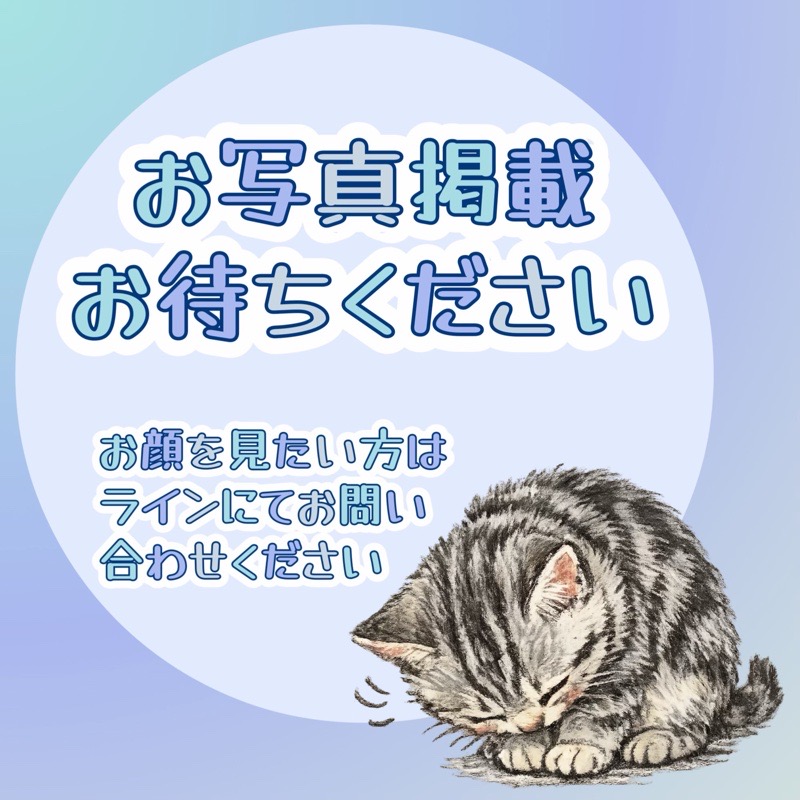 神奈川県のミヌエット (かねだい東戸塚店/2025年12月24日生まれ/男の子/ブルータビーホワイト)の子猫