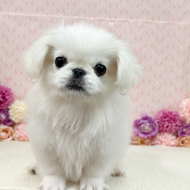 千葉県のペキニーズ (かねだい四街道店/2025年11月8日生まれ/男の子/ホワイト)の子犬の1枚目の画像
