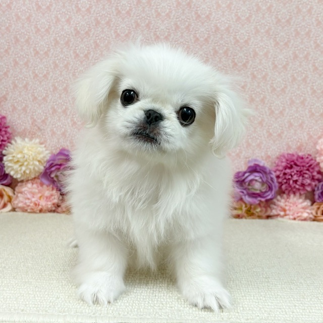 千葉県のペキニーズ (かねだい四街道店/2025年11月8日生まれ/男の子/ホワイト)の子犬の2枚目の画像