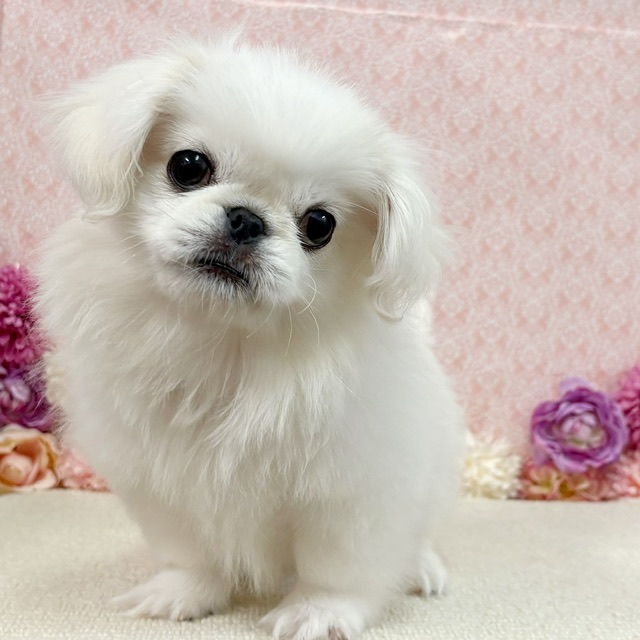 千葉県のペキニーズ (かねだい四街道店/2025年11月8日生まれ/男の子/ホワイト)の子犬の4枚目の画像