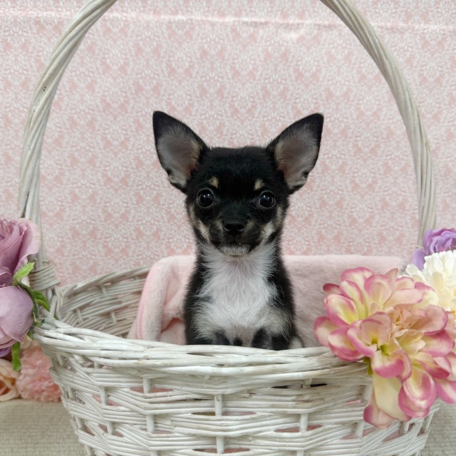 千葉県のチワワ(ロング) (かねだい四街道店/2025年11月30日生まれ/男の子/ブラックタンホワイト)の子犬の1枚目の画像