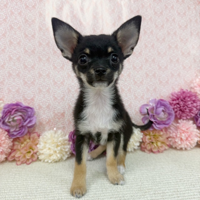 千葉県のチワワ(ロング) (かねだい四街道店/2025年11月30日生まれ/男の子/ブラックタンホワイト)の子犬の2枚目の画像