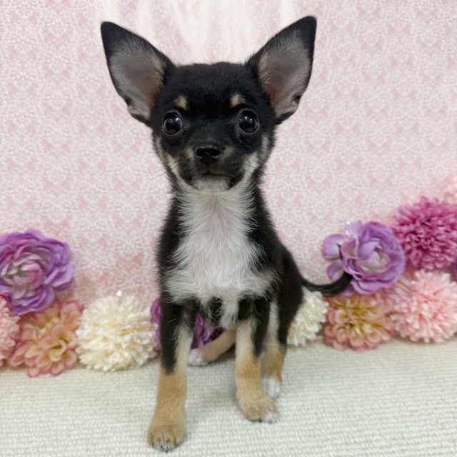 千葉県のチワワ(ロング) (かねだい四街道店/2025年11月30日生まれ/男の子/ブラックタンホワイト)の子犬の3枚目の画像