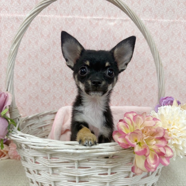 千葉県のチワワ(ロング) (かねだい四街道店/2025年11月30日生まれ/男の子/ブラックタンホワイト)の子犬の4枚目の画像