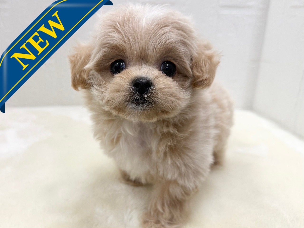 価格の安いトイプードル / ペットショップ【かねだい】