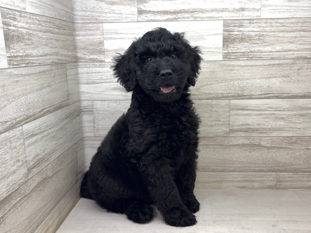埼玉県のゴールデンドゥードゥル(ゴールデン×プードル) (かねだい桶川店/2025年12月30日生まれ/男の子/ブラック)の子犬の2枚目の画像